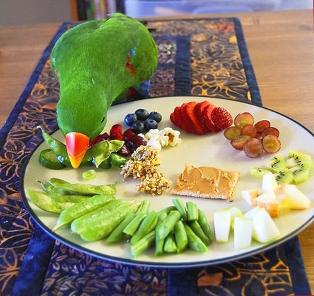 Чем кормить попугаев